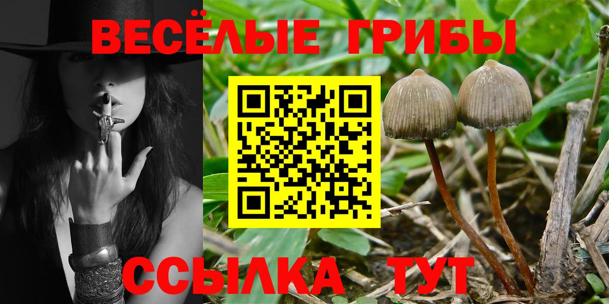 Черняховск  хочу наркоту  Псилоцибиновые грибы GOLDEN TEACHER  Вход с VPN  Галлюциногенные грибы мухоморы 